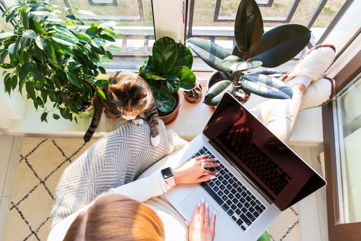 person on a laptop with a kitten at pet-friendly ajax apartments for rent omaha